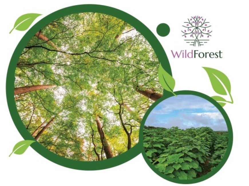 Umweltschutz trifft auf nachhaltige Rendite: "Wild Forest" setzt Zeichen im Kampf gegen den Klimawandel